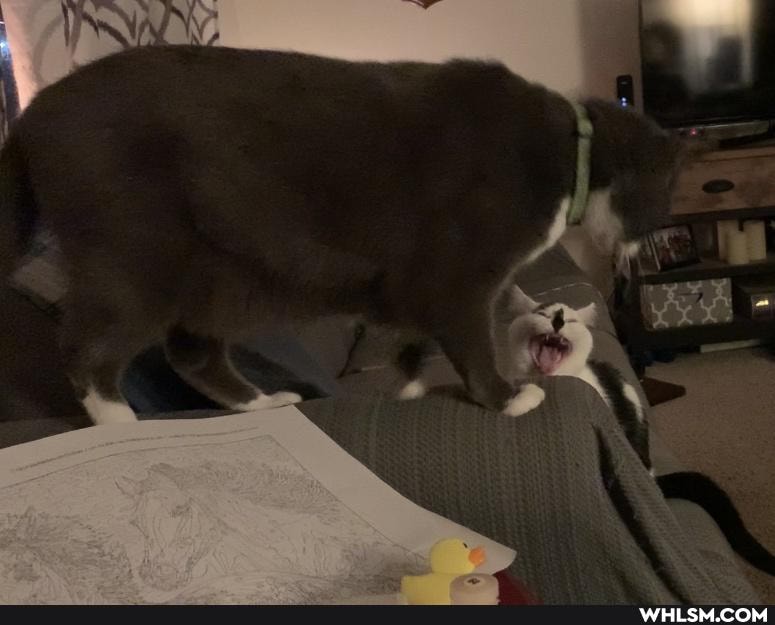 cat, mildly_interesting, kitten