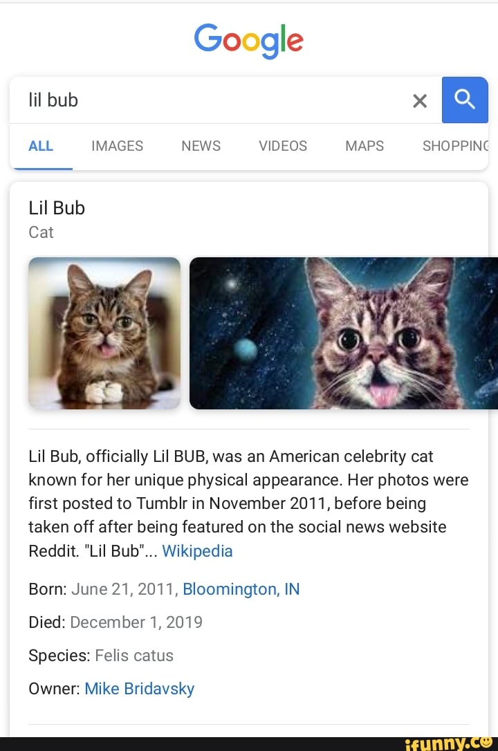 Google
ALL IMAGES NEWS VIDEOS MAPS SHOPPING
Lil Bub, officially Lil BUB, was an American celebrity cat
known for her unique physical appearance. Her photos were
first posted to Tumblr in November 2011, before being
taken off after being featured on the social news website
Reddit. "Lil Bub"... Wikipedia
Born: June 21, 2011, Bloomington, IN
Died: December 1, 2019
Species: Felis catus