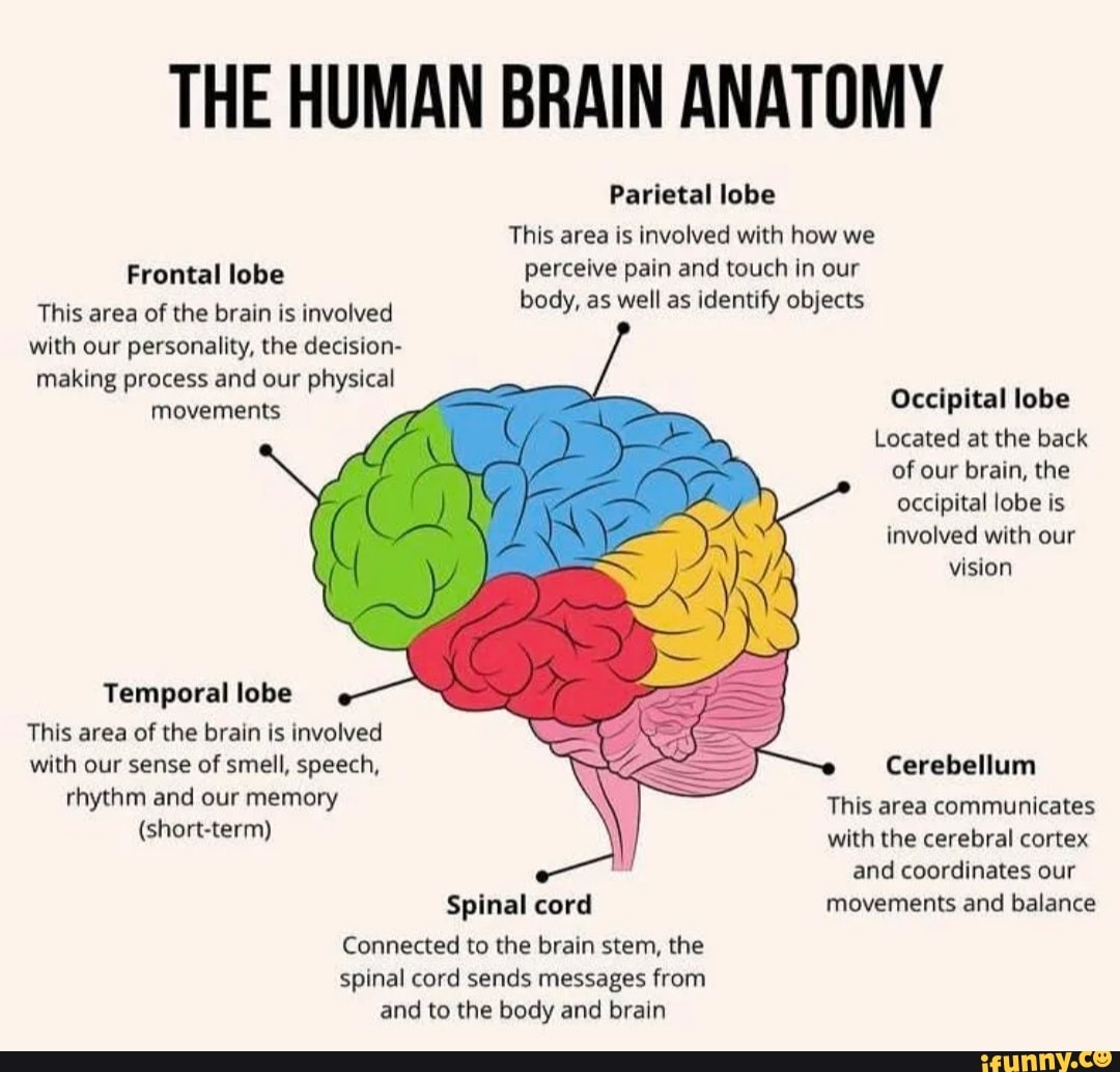 THE HUMAN BRAIN ANATOMY Parietal lobe This area is involved with how we ...