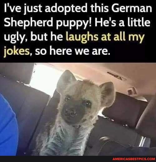 I've just adopted this German
Shepherd puppy! He's a little ugly, but he laughs at all my jokes, so here we are.