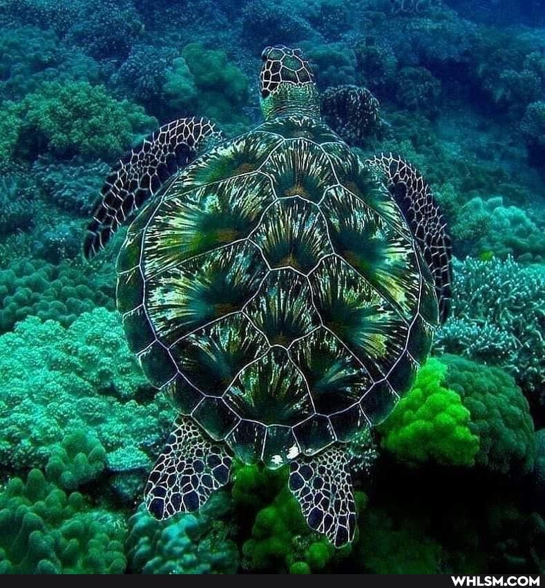 amazing, sea