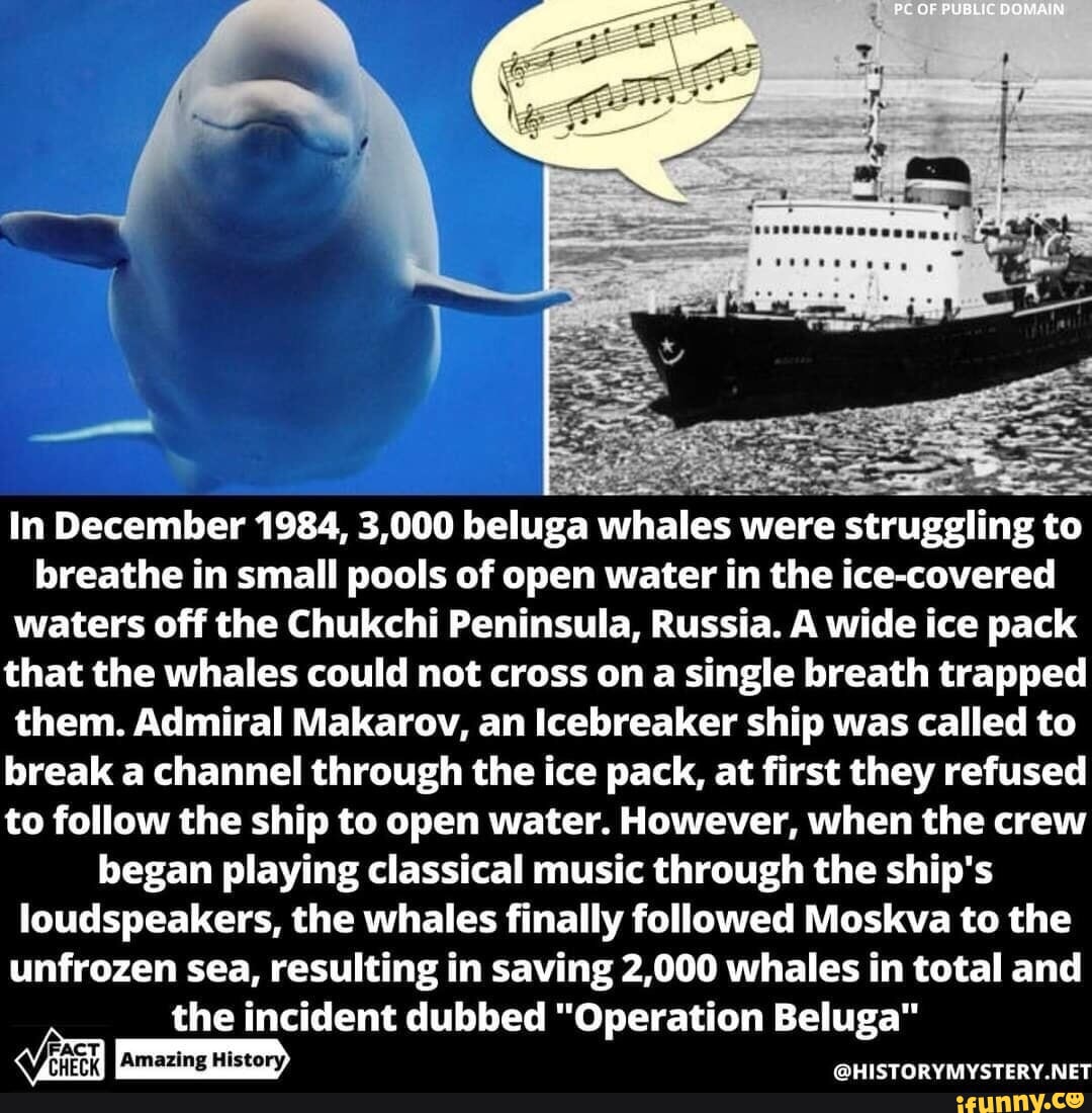 Beluga whale : r/memes