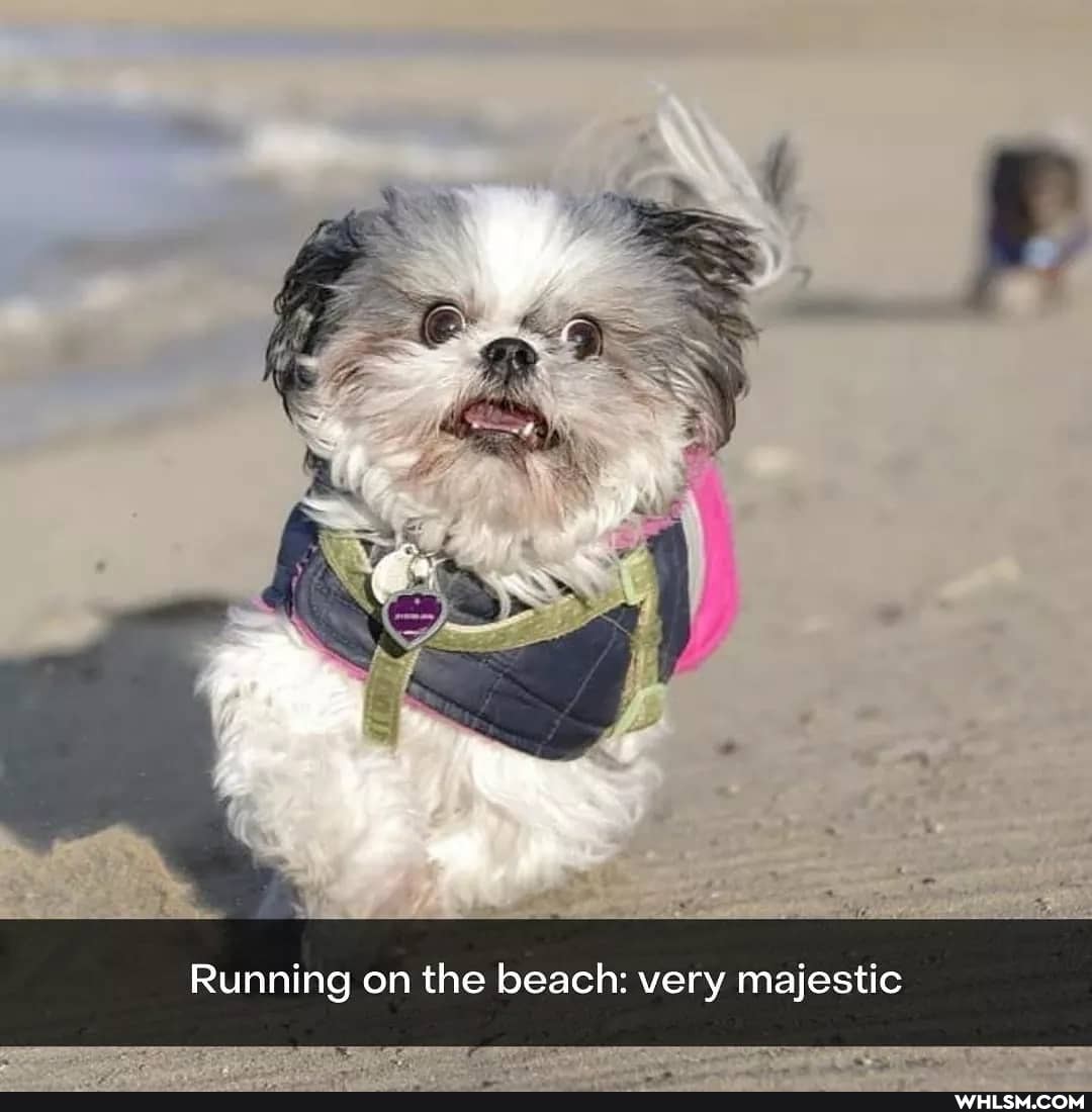 Running on the beach: very majestic