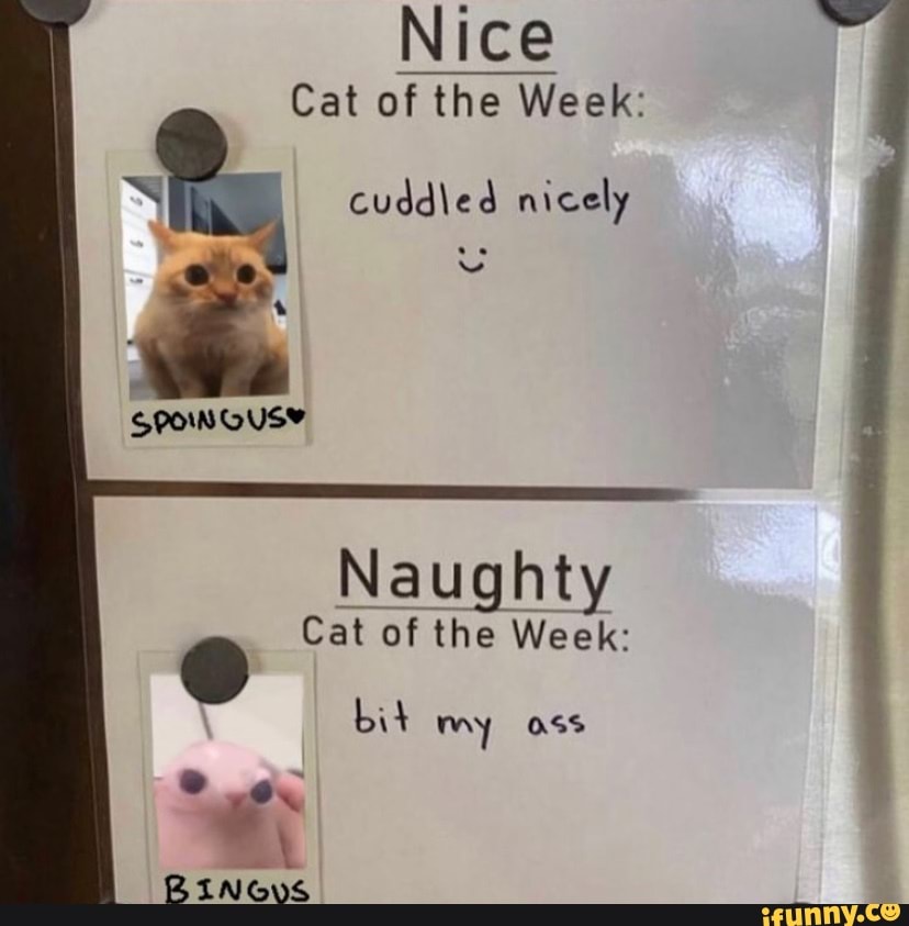 nice-cat-of-the-week-cuddled-nicely-co-uso-naughty-cat-of-the-week