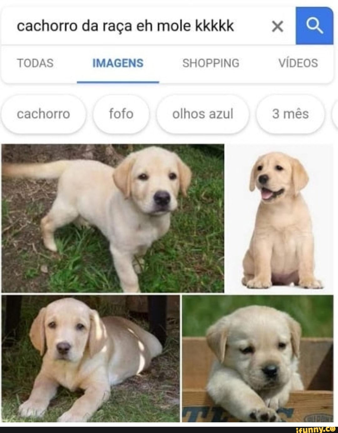 cachorro da raça eh mole kkkkk x
E