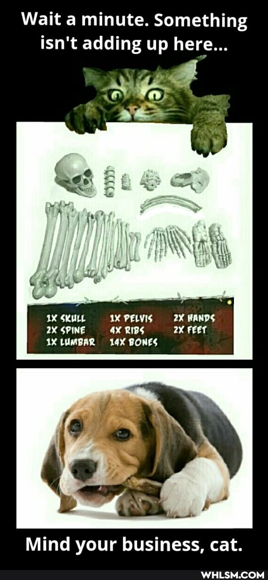 Wait a minute. Something isn't adding up here...
SKULL PELVIS HANDS SPINE RIBS ax FEET IX LUMBAR BONES
No
Mind your business, cat.