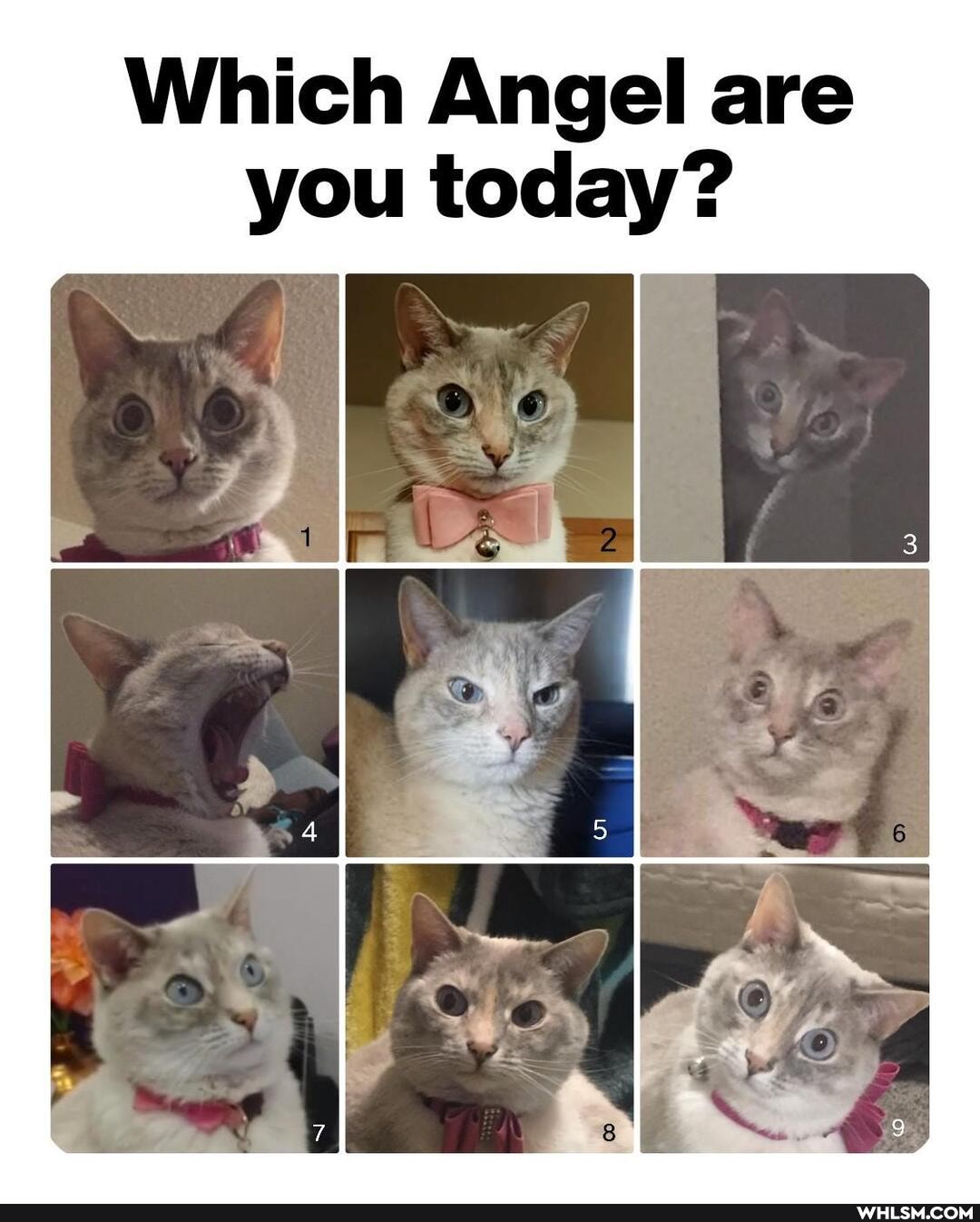 Which Angel are you today?
