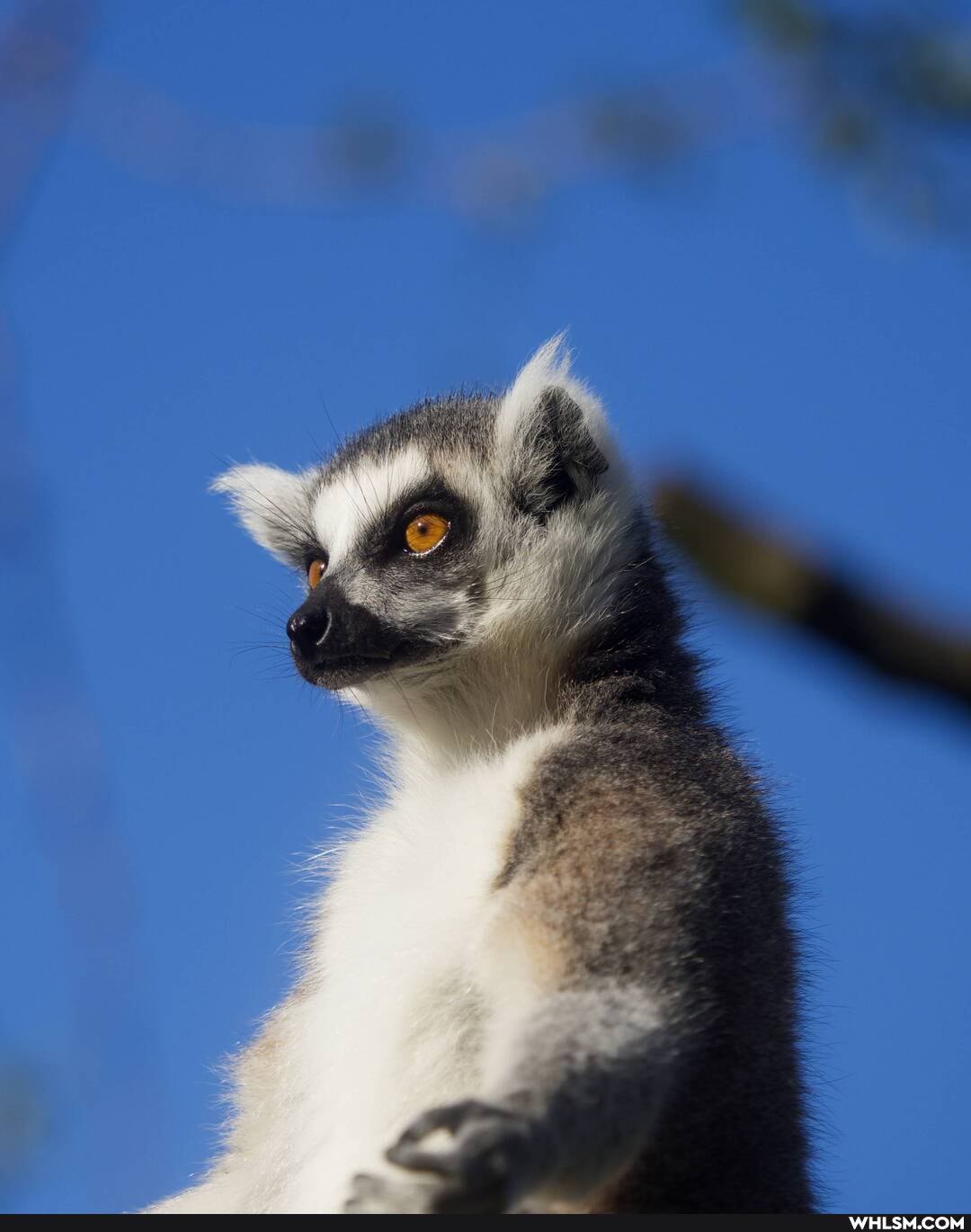 nature, fall, zoo, holidays