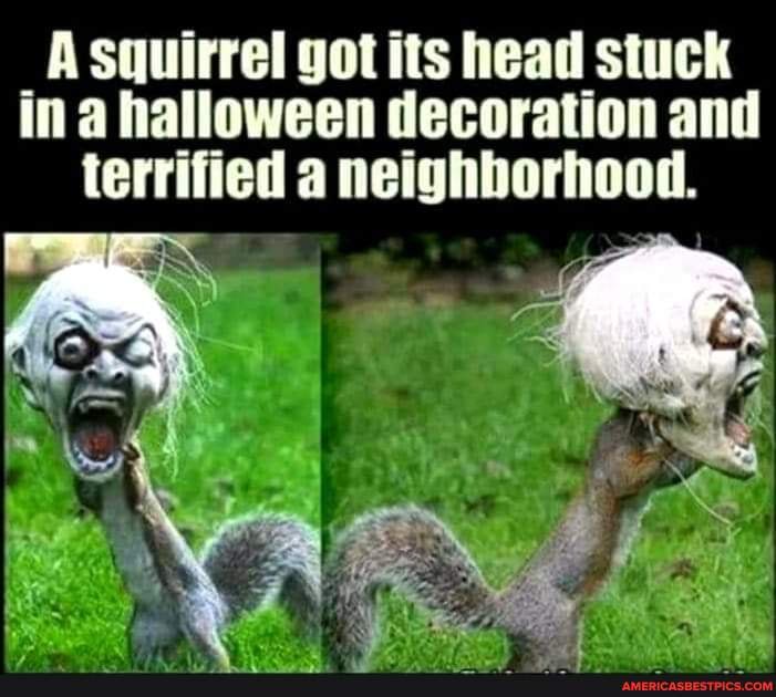 _A squirrel got its head stuck in a halloween decoration and terrified a  neighborhood. - America&#39;s best pics and videos