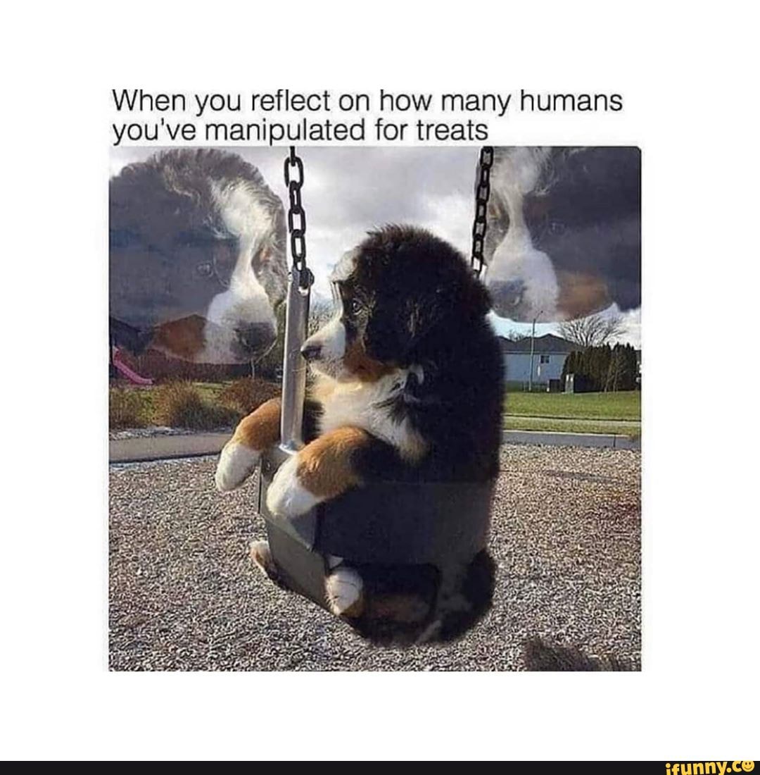 When you reflect on how many humans you've manipulated for treats