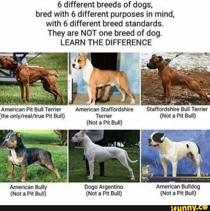6 different breeds of dogs, bred with 6 different purposes in mind