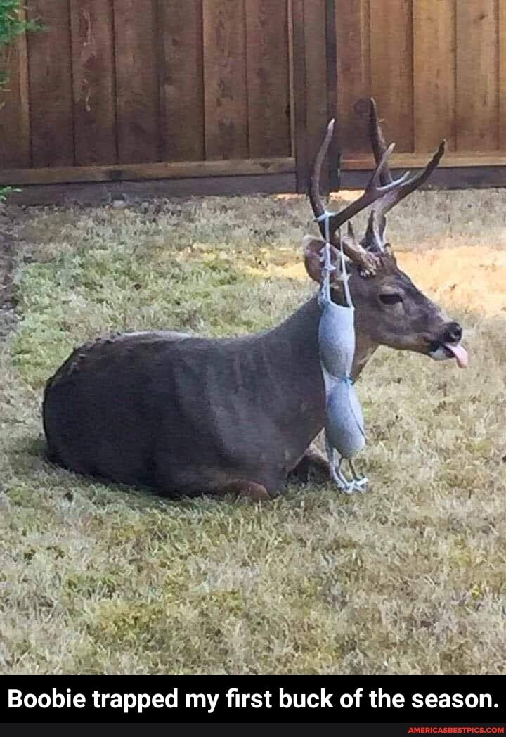 AS
Boobie trapped my first buck of the season. - Boobie trapped my first buck of the season.