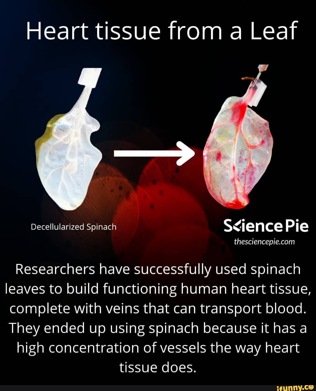 Heart tissue from a Leaf Decellularized Spinach Pie Researchers have successfully used spinach