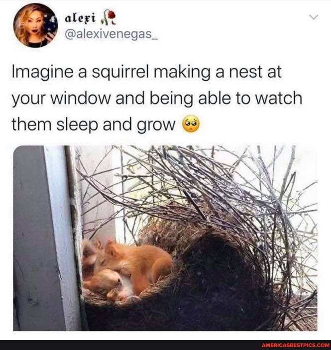 Gate
@alexivenegas_.
Imagine a squirrel making a nest at your window and being able to watch them sleep and grow @s