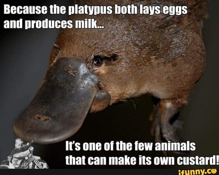 Because the platypus both lays eggs and produces milk... li's one of ...