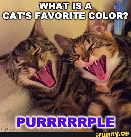 WHATIS A CAT'S FAVORITE COLOR? iFunny