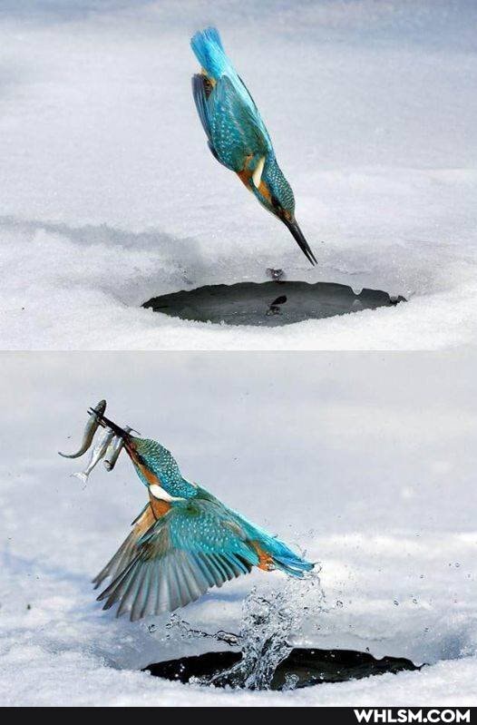 funny, cool, photography, awesome