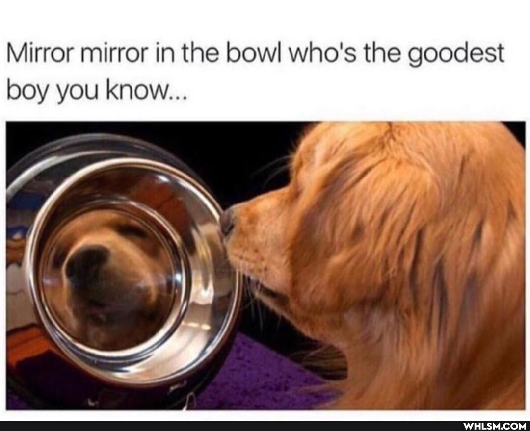Mirror mirror in the bowl who's the goodest boy you know...
