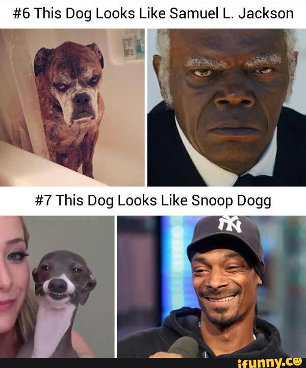 #6 This Dog Looks Like Samuel L. Jackson - )