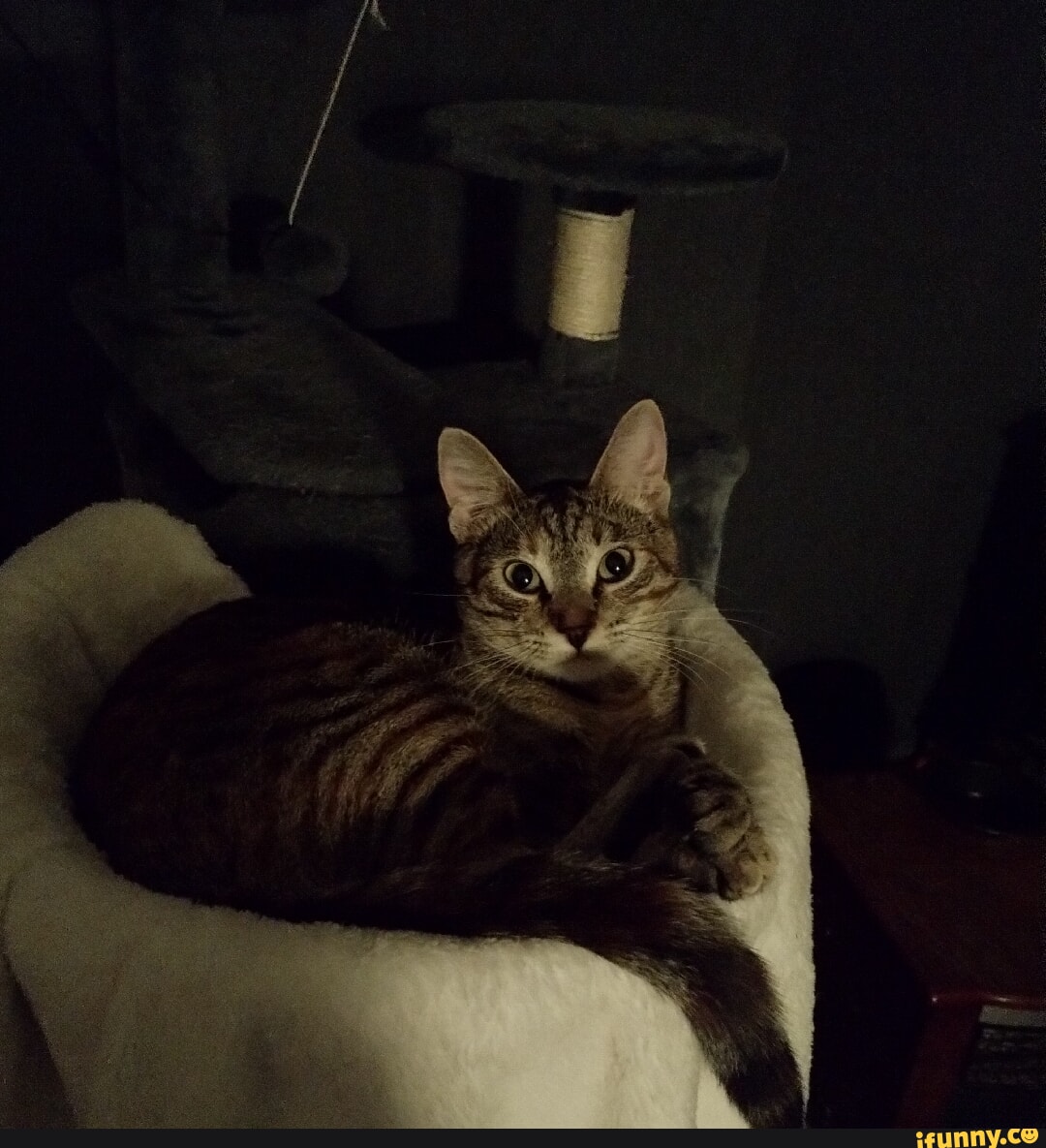 Mdf memes. Best Collection of funny Mdf pictures on iFunny