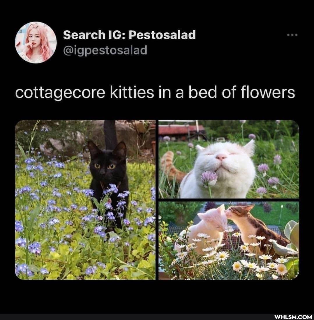 cottagecore kitties in a bed of flowers