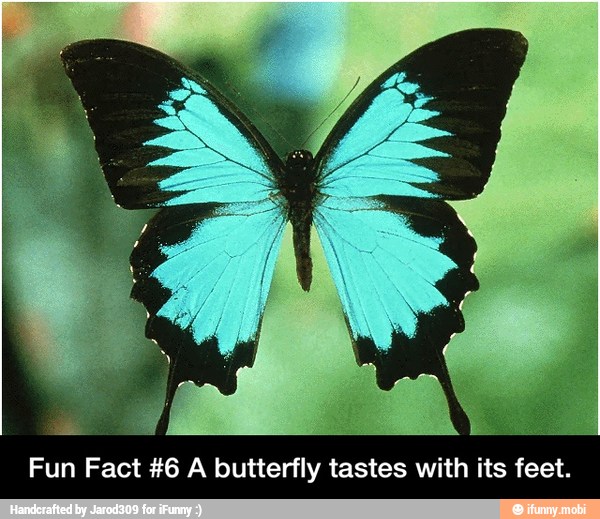 Fun Fact #6 A butterfly tastes with its feet. - Fun Fact #6 A butterfly tastes with its feet.