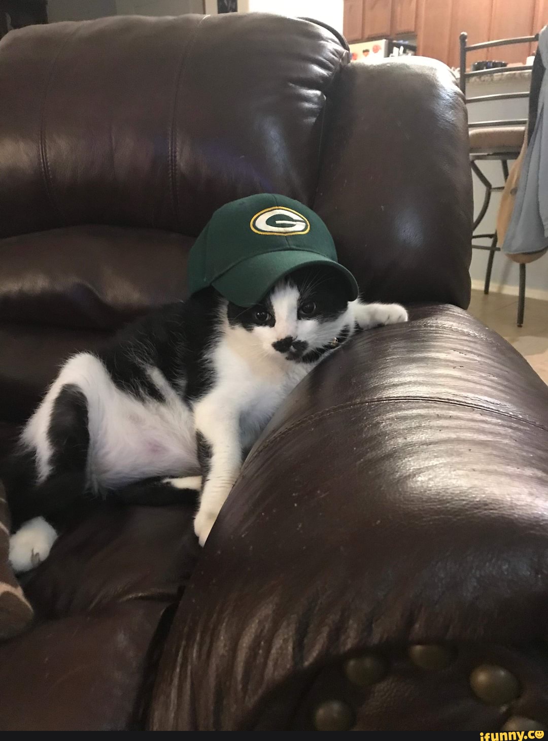cat, supporting, green, bay, packers, begrudgingly