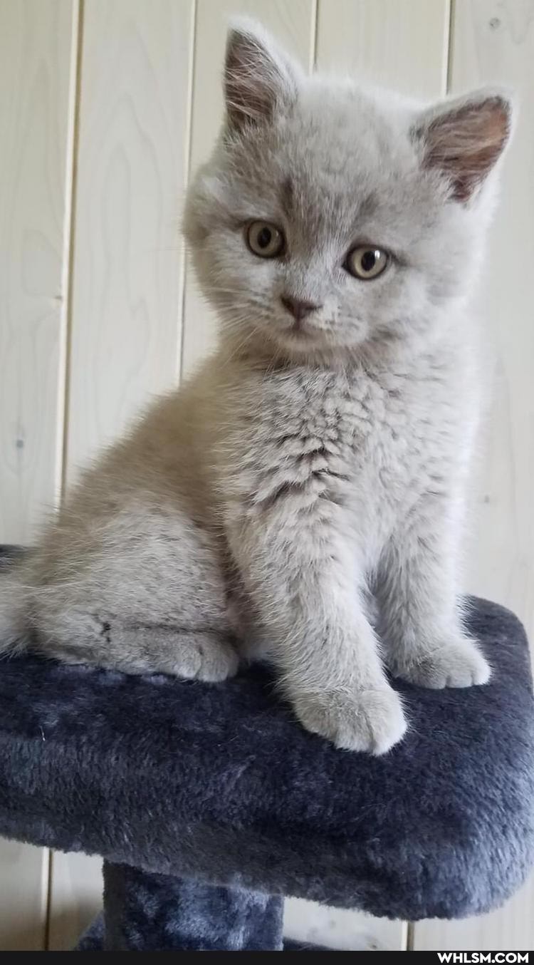 cats, pets, beautiful