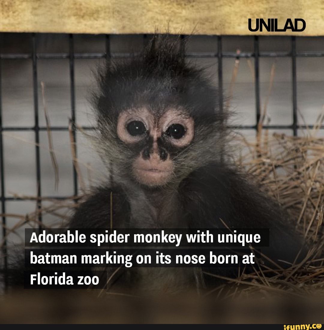 Adorable spider monkey with unique batman marking on its nose born at