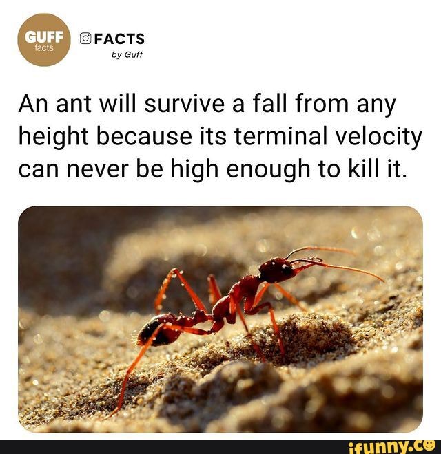 Cur) FACTS by Guff An ant will survive a fall from any height because its terminal velocity can
