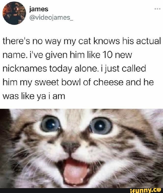 James video ames there's no way my cat knows his actual name. i've