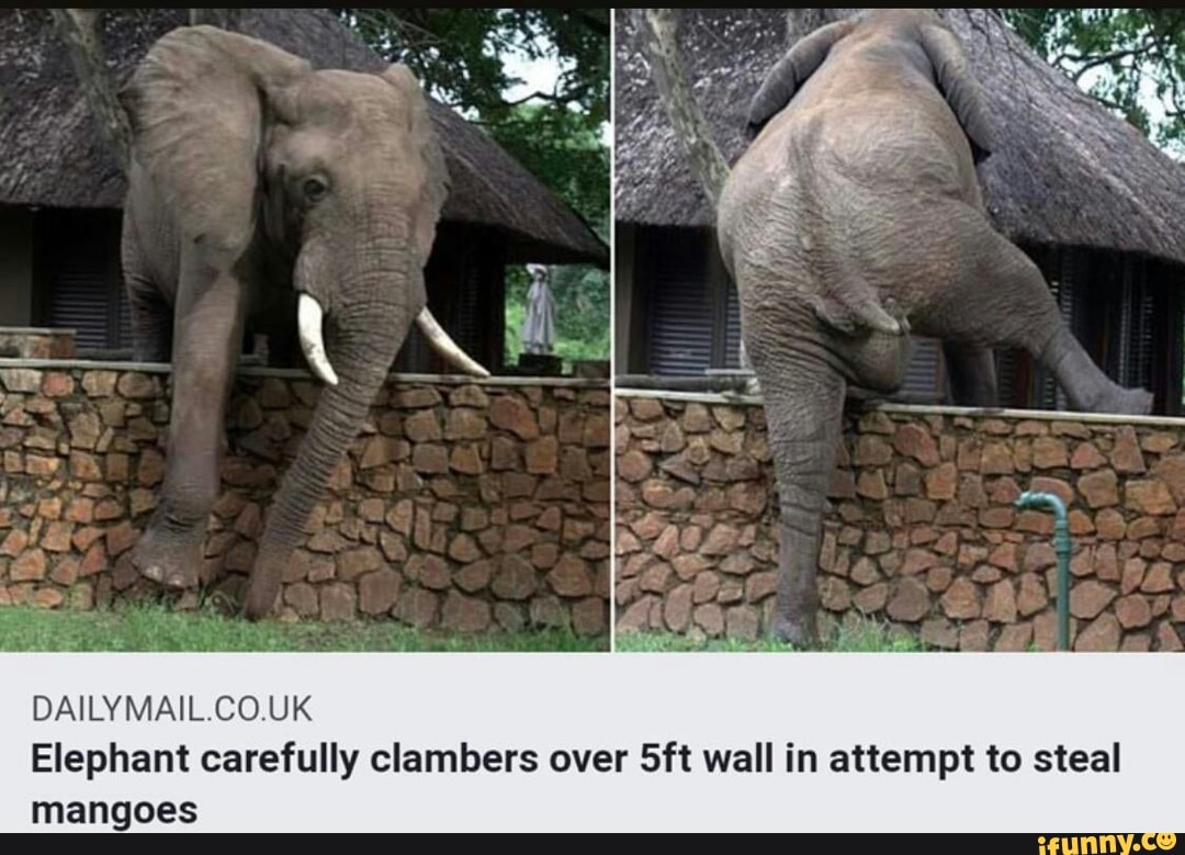 DAILYMAIL.CO.UK
Elephant carefully clambers over 5ft wall in attempt to steal
mangoes