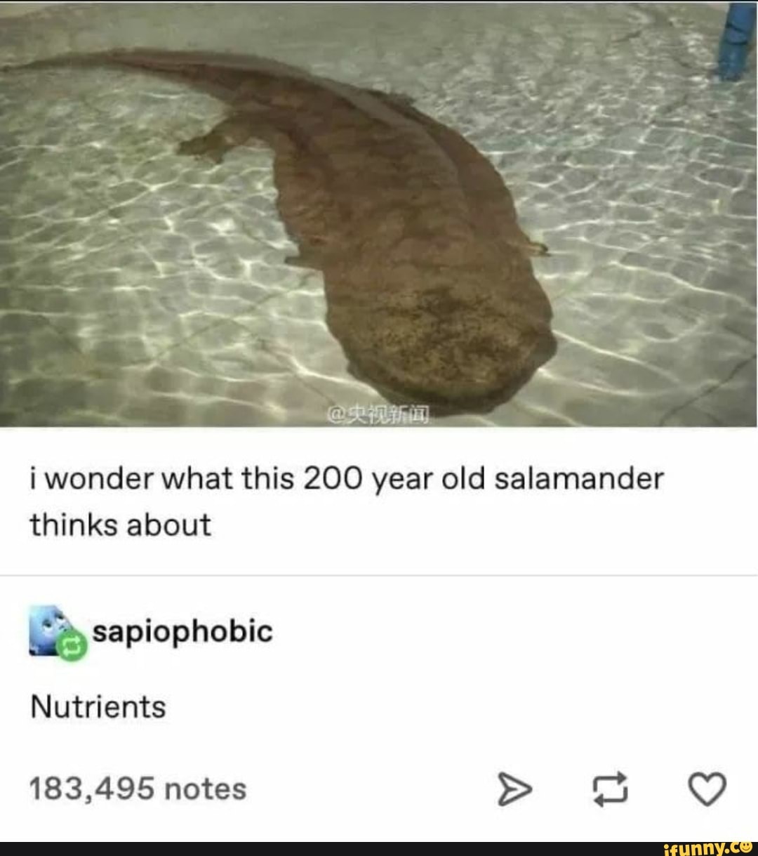 Salamander memes. Best Collection of funny Salamander pictures on iFunny