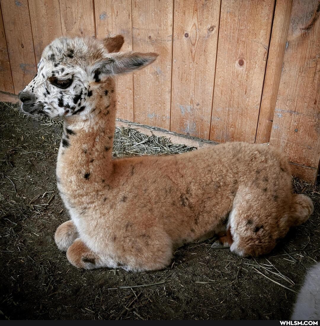 aww, baby_animals, alpaca