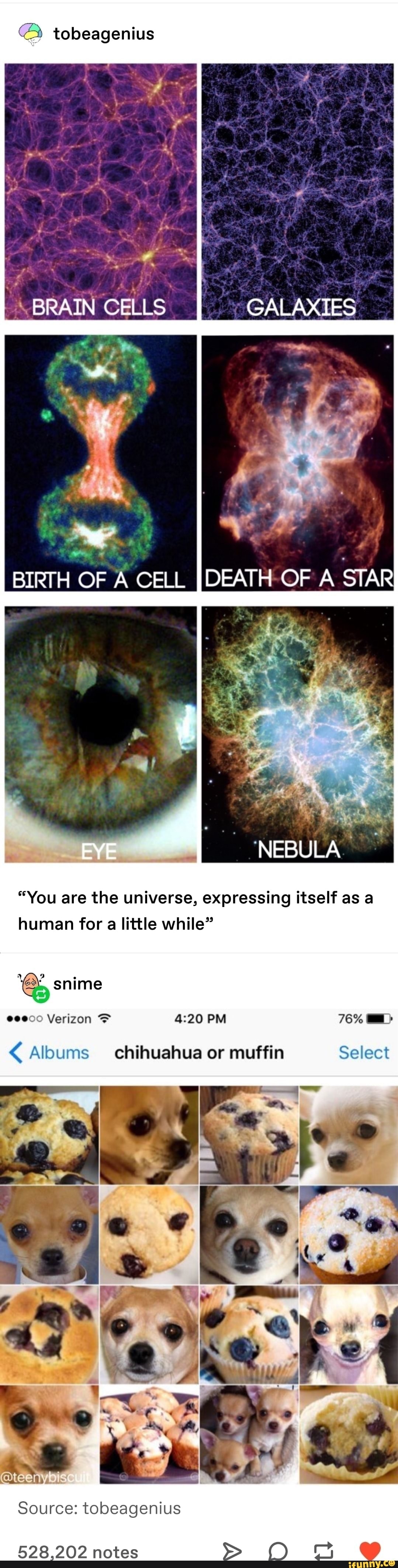 @ tobeagenius
BRAIN CELLS GALAXIES
BIRTH OF A CELL JDEATH OF A STAR
NEBULA
"You are the universe, expressing itself as a human for a little while"
snime
PM Verizon
Albums chihuahua or muffin Select
Select
Source: tobeagenius
528.202 notes