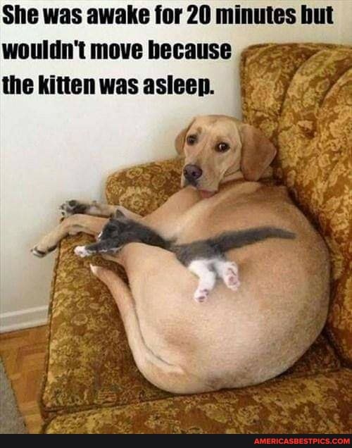 She was awake for 20 minutes but wouldn't move because the kitten was asleep.