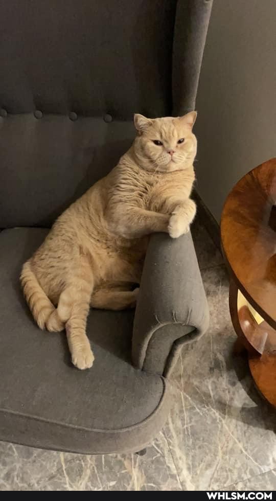 cat, funny, pets, cats
