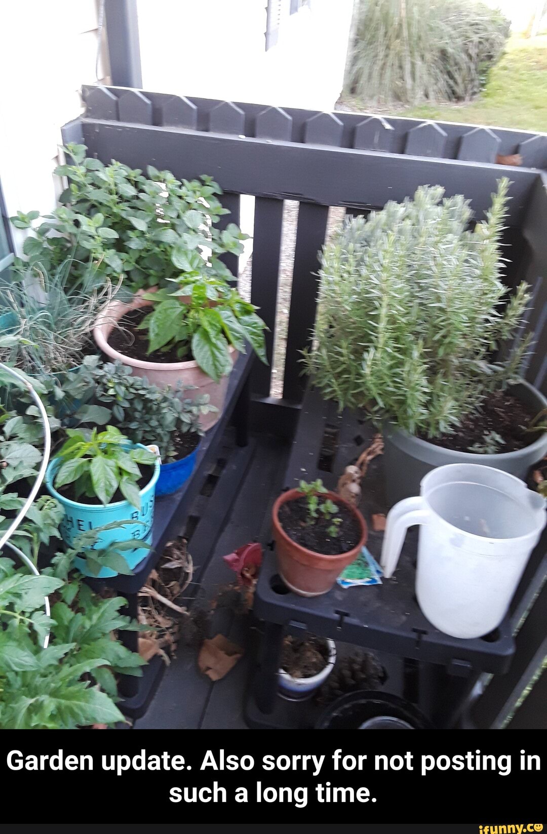 Garden update. Also sorry for not posting in
such a long time. - Garden update. Also sorry for not posting in such a long time.