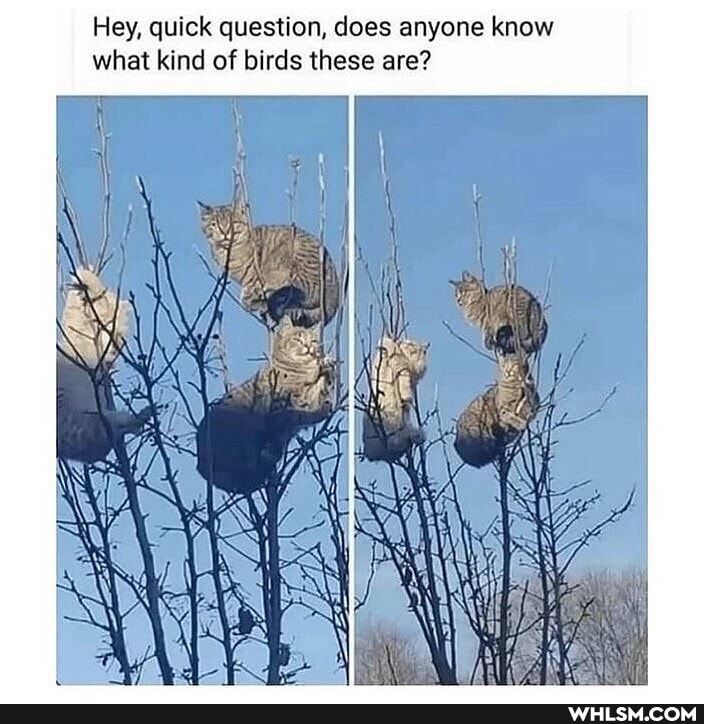 Hey, quick question, does anyone know what kind of birds these are?
SS
