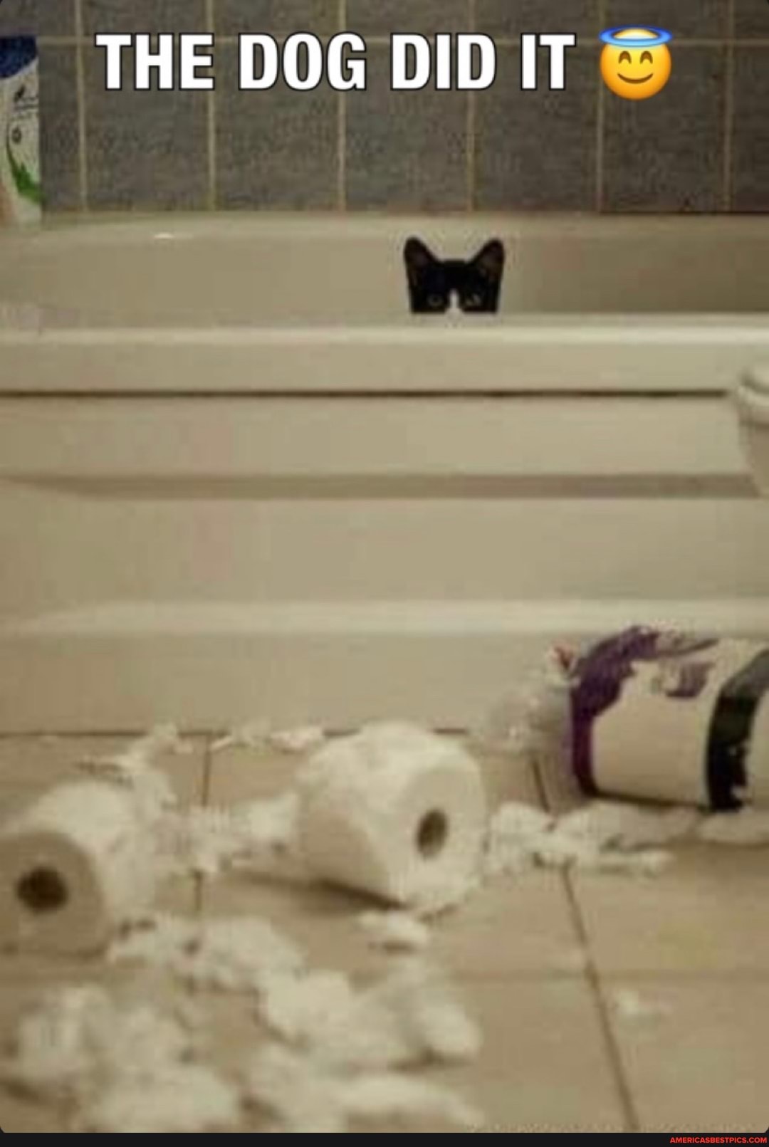 THE DOG DID IT