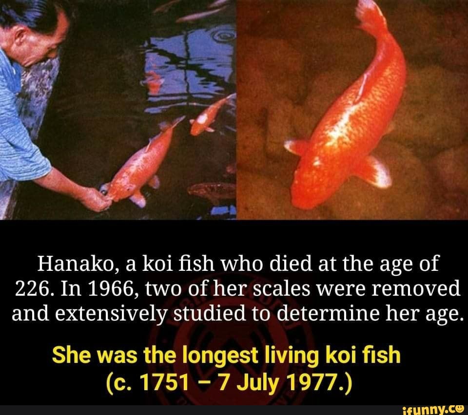 Hanako, a koi fish who died at the age of 226. In 1966, two of her
