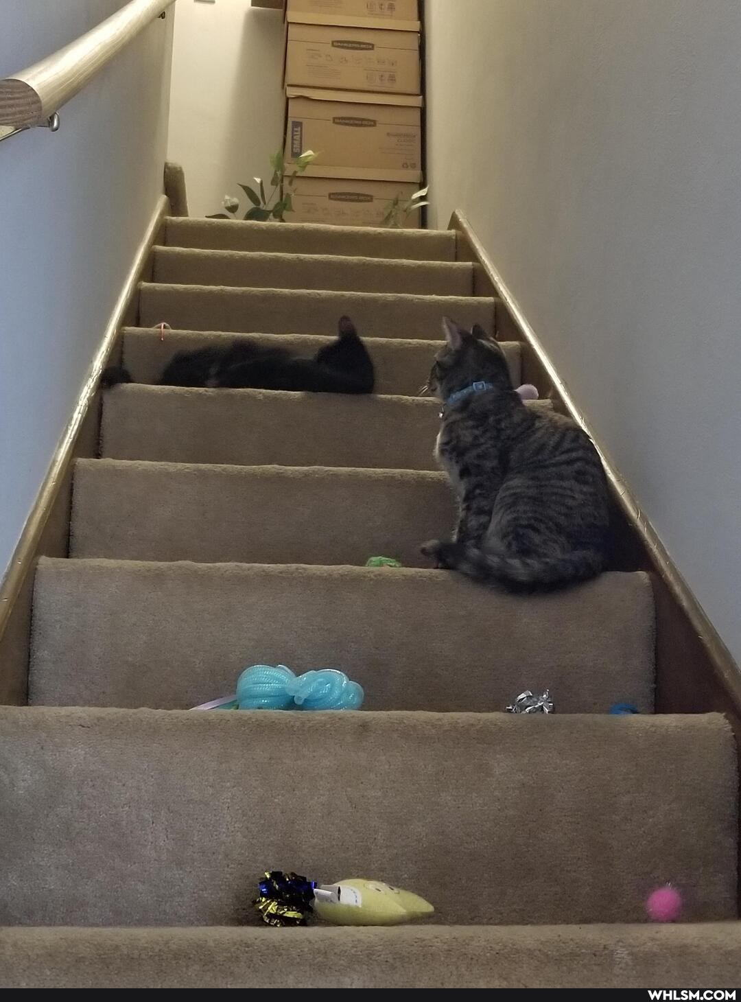 cat, kitten, caturday