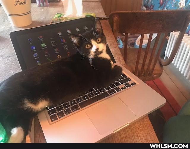 cat, aww