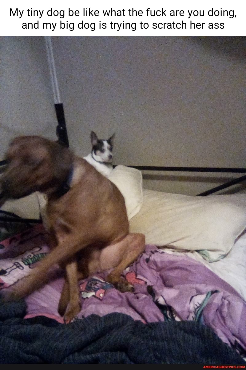 My tiny dog be like what the fuck are you doing,
and my big dog is trying to scratch her ass
