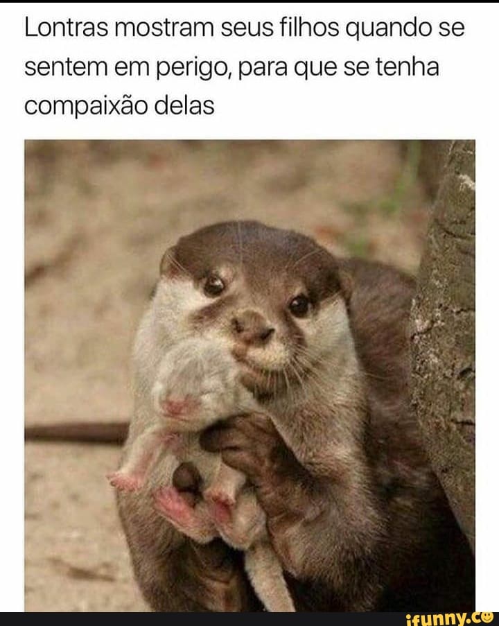 Lontras mostram seus filhos quando se sentem em perigo, para que se tenha
compaixão delas