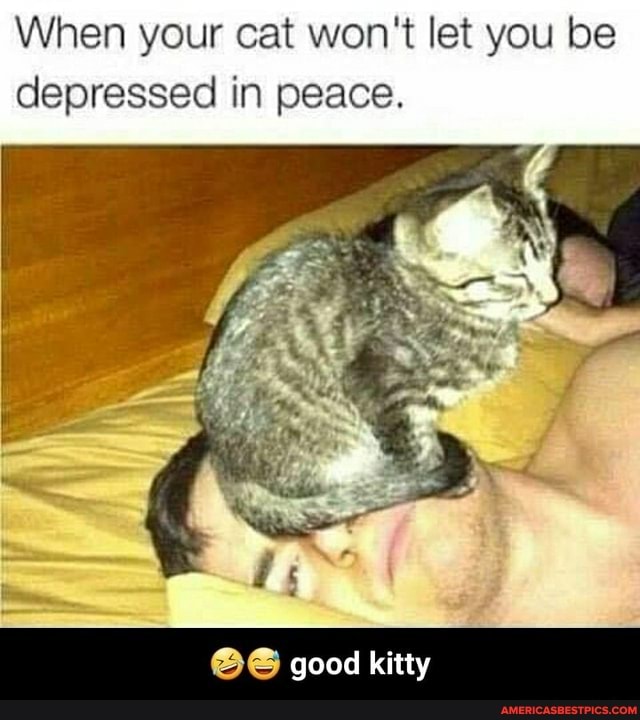 When your cat won't let you be depressed in peace.
good kitty