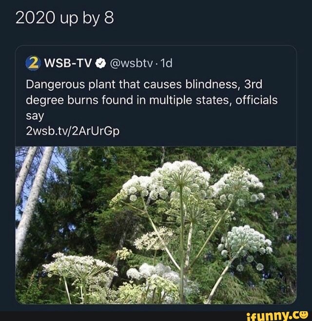 2020 up by 8
Dangerous plant that causes blindness, 3rd
degree burns found in multiple states, officials
say