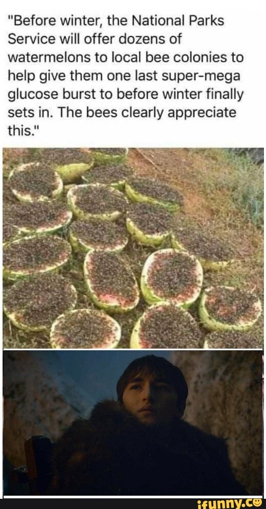 "Before winter, the National Parks
Service will offer dozens of watermelons to local bee colonies to help give them one last super-mega glucose burst to before winter finally sets in. The bees clearly appreciate
this."