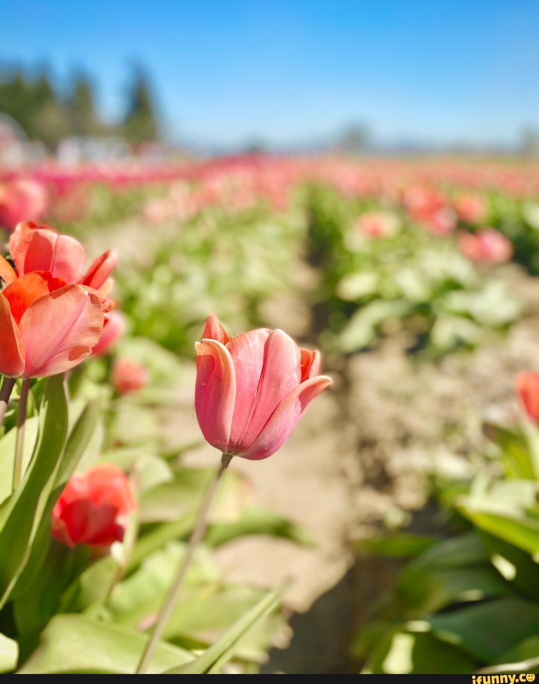 tulips, vernon, noon, 3200x3450