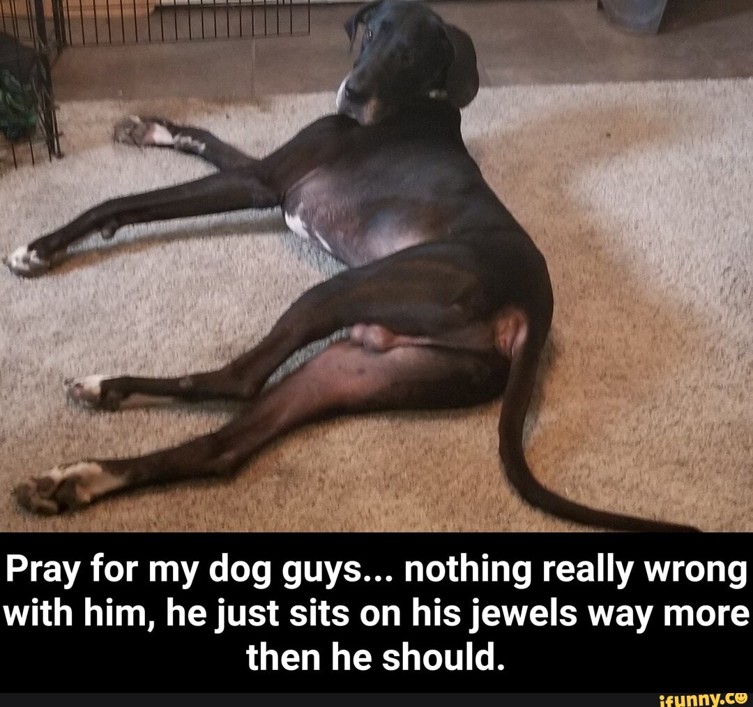 Pray for my dog guys... nothing really wrong
with him, he just sits on his jewels way more
then he should. - Pray for my dog guys... nothing really wrong with him, he just sits on his jewels way more then he should.